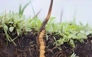 冬蟲夏草鮮草：鮮活的生命力，至臻的養(yǎng)生之選