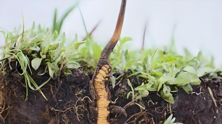冬蟲夏草新鮮度鑒定指南:多維度甄別優(yōu)質(zhì)鮮草