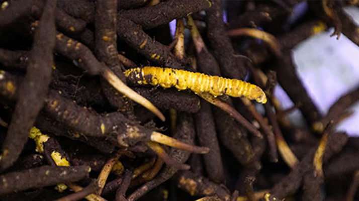 品鮮蟲(chóng)草之妙，享滋補(bǔ)之道