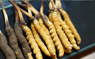 冬蟲夏草鮮草吃多久？科學食用周期與效果解析