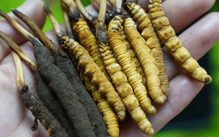 冬蟲夏草泡酒：鮮草入酒，鎖住精華的養(yǎng)生之道