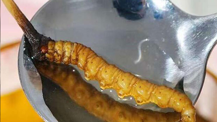 冬蟲夏草鮮草冷凍后這樣吃，營養(yǎng)不流失！