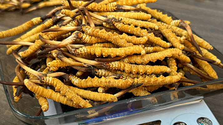 冬蟲夏草鮮草的黃金食用期，你知道嗎？