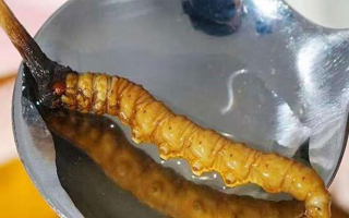 冬蟲夏草鮮草冷凍后這樣吃，營養(yǎng)不流失！