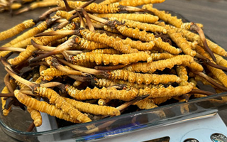 冬蟲夏草鮮草的黃金食用期，你知道嗎？