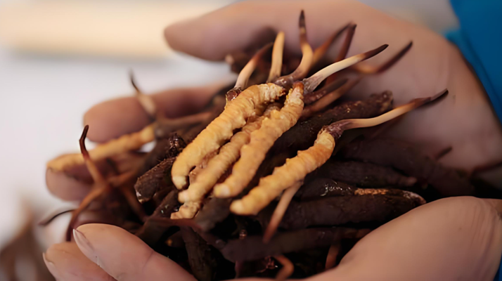 新鮮冬蟲夏草能保存多久？科學(xué)保存指南來了