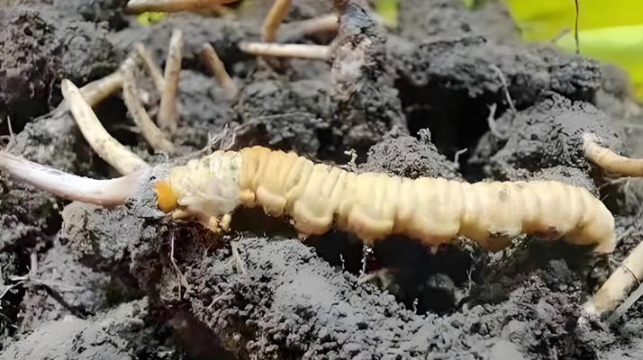 新鮮<a href=http://www.yangtenghuanbao.com/jianbie/ target=_blank class=infotextkey>冬蟲夏草鑒別</a>指南：輕松辨別真?zhèn)蝺?yōu)劣