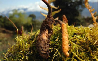 新鮮冬蟲夏草多少錢一斤？深度解析價格背后的奧秘