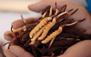 新鮮冬蟲夏草能保存多久？科學保存指南來了