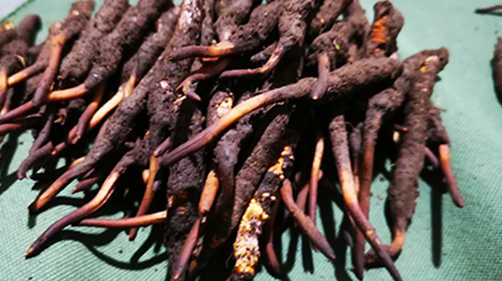 鮮冬蟲夏草可以泡水喝嗎？深度解析其飲用之道