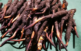 鮮冬蟲夏草可以泡水喝嗎？深度解析其飲用之道