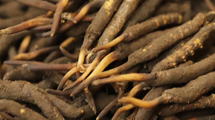 如何挑選<a href=http://www.yangtenghuanbao.com/xinxian/ target=_blank class=infotextkey>新<a href=http://www.yangtenghuanbao.com/xinxian/ target=_blank class=infotextkey>鮮冬蟲夏草</a></a>？掌握這幾個關(guān)鍵技巧