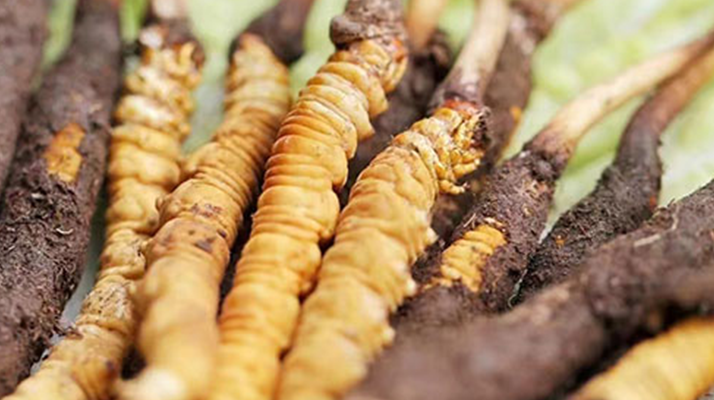 冬蟲夏草:曬干食用還是鮮食更優(yōu)?