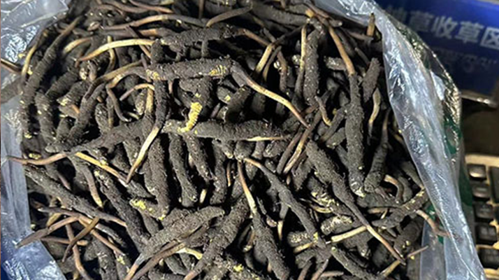 冬蟲夏草可以吃鮮的嗎？一文為你揭秘