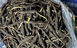 冬蟲夏草可以吃鮮的嗎？一文為你揭秘