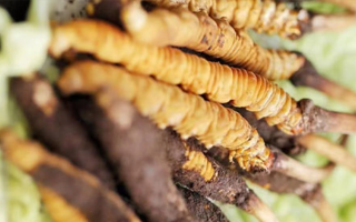 冬蟲(chóng)夏草鮮草能賣(mài)多久？多因素影響下的售賣(mài)周期解析