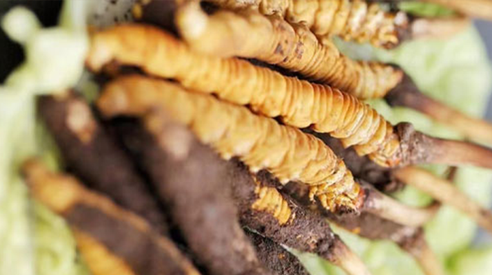 好的鮮<a href=http://www.yangtenghuanbao.com/jiage/ target=_blank class=infotextkey>冬蟲夏草價格</a>解析