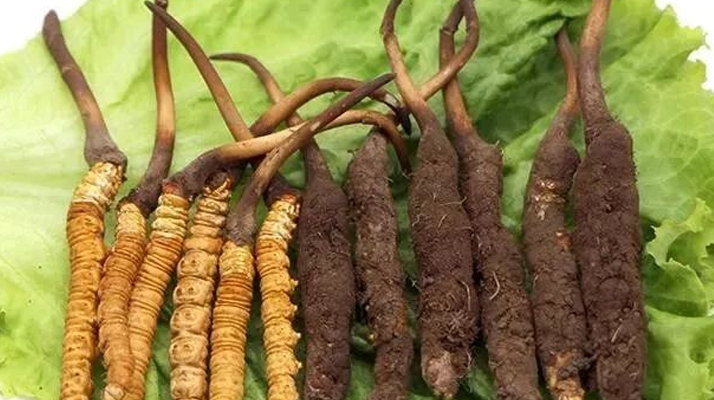 冬蟲夏草干草與鮮草的區(qū)別? ? ? ?