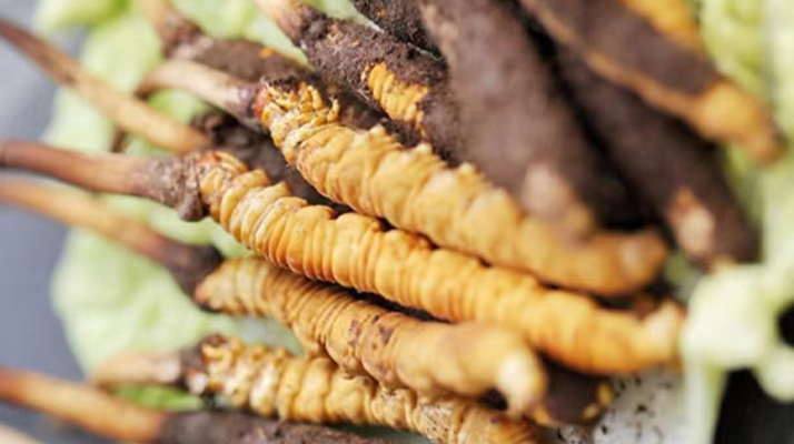 冬蟲夏草鮮草可以生吃嗎？一文解讀食用真相