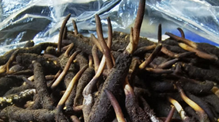 冬蟲夏草鮮草能不能泡酒？科學解析與實用指南