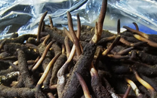 冬蟲夏草鮮草能不能泡酒？科學解析與實用指南