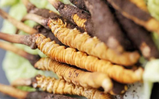 冬蟲夏草鮮草可以生吃嗎？一文解讀食用真相