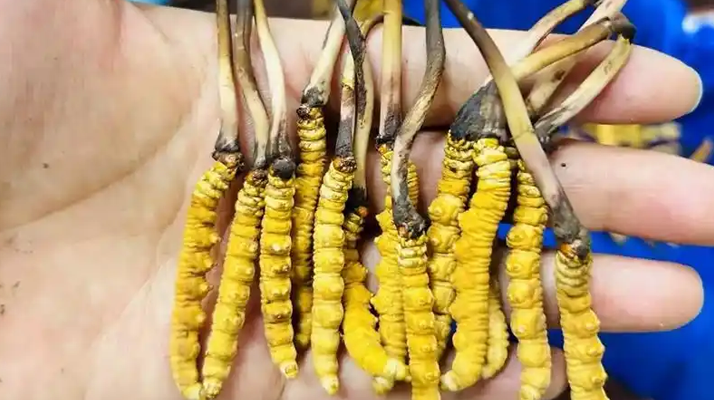 鮮冬蟲夏草出水怎么辦？實(shí)用處理指南