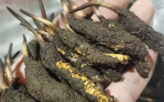 鮮冬蟲夏草急凍能放多久？科學保存全解析