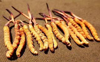 冬蟲夏草優(yōu)劣鑒別指南