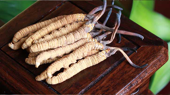 女孩家種冬蟲夏草好嗎？深度剖析種植可行性