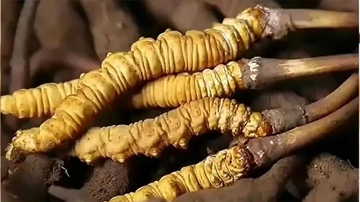 鮮冬蟲夏草怎么吃味道好？解鎖舌尖上的滋補盛宴