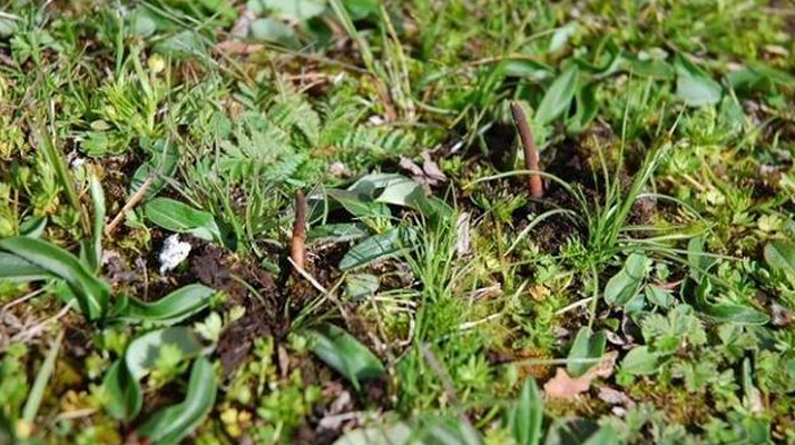 鮮冬蟲夏草的神奇功效:大自然的養(yǎng)生饋贈? ? ? ?