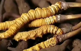 鮮冬蟲夏草怎么吃味道好？解鎖舌尖上的滋補盛宴