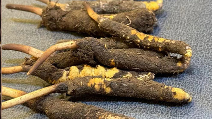 新鮮<a href=http://www.yangtenghuanbao.com/jiage/ target=_blank class=infotextkey>冬蟲(chóng)夏草價(jià)格</a>