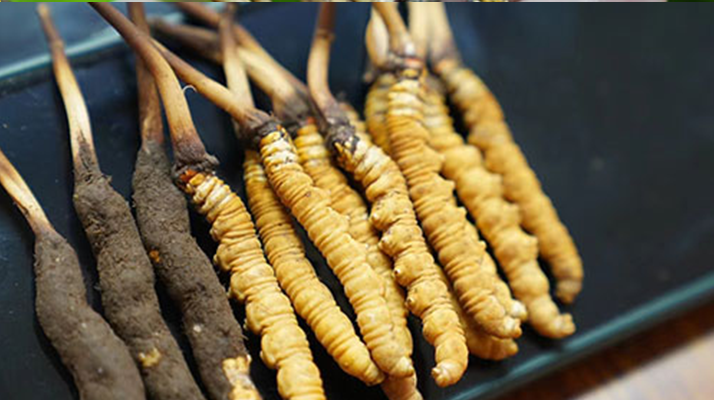 好<a href=http://www.yangtenghuanbao.com/jiage/ target=_blank class=infotextkey>冬蟲夏草多少錢</a>一斤？價格全解析