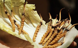 冬蟲夏草為何鮮的好？深度解析鮮蟲草的獨(dú)特優(yōu)勢