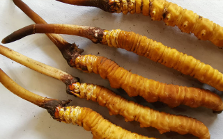 冬蟲夏草鮮草價(jià)格多少？揭秘其背后的定價(jià)密碼