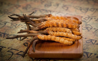 冬蟲夏草鮮草會(huì)上火嗎？科學(xué)解讀其食用特性