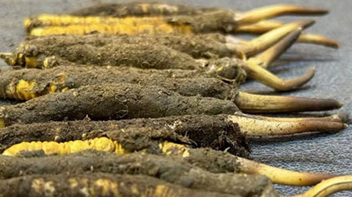 正宗<a href=http://www.yangtenghuanbao.com/xinxian/ target=_blank class=infotextkey>新<a href=http://www.yangtenghuanbao.com/xinxian/ target=_blank class=infotextkey>鮮冬蟲夏草</a></a>的科學(xué)吃法指南