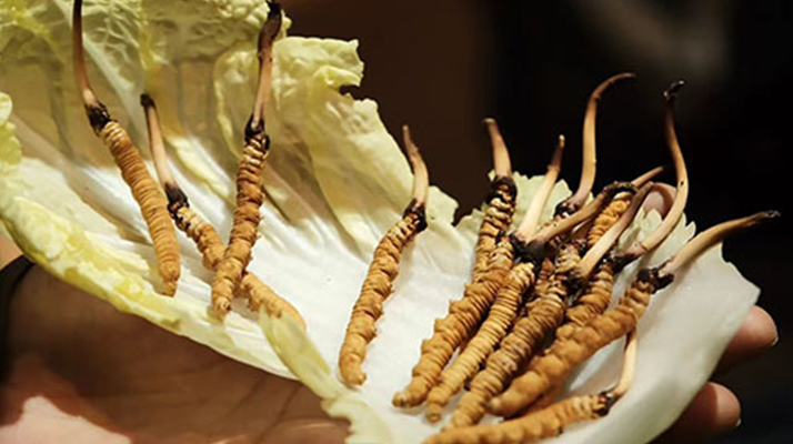 冬蟲夏草鮮草如何吃最好？解鎖營(yíng)養(yǎng)與美味的黃金吃法