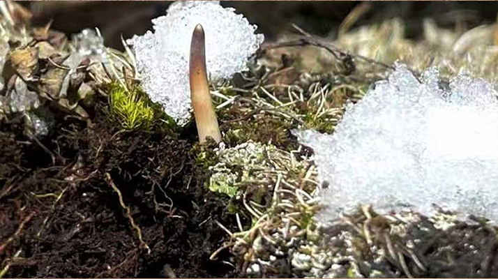 鮮冬蟲夏草燉湯多久能吃？科學(xué)燉煮時(shí)間全解析