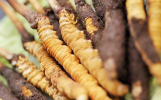 鮮冬蟲夏草哪個(gè)尺寸最好？一文讀懂，不再糾結(jié)