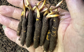 3000 條蟲草一克是幾只？深入解析蟲草規(guī)格與重量關(guān)系? ? ? ?