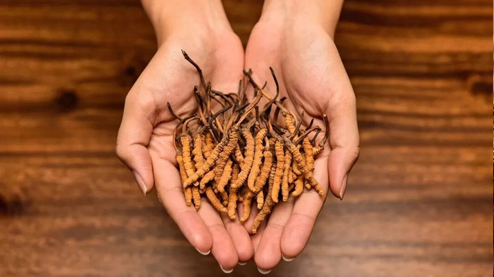 鮮<a href=http://www.yangtenghuanbao.com/jiage/ target=_blank class=infotextkey>冬蟲夏草多少錢</a>一條