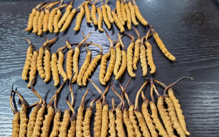 冬蟲(chóng)夏草是如何形成的？揭秘"軟黃金"的誕生之謎?