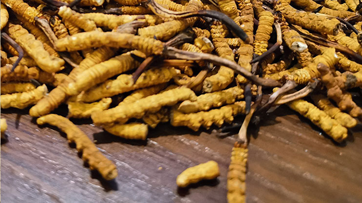 斷的冬蟲夏草有效果嗎？一文揭開真相