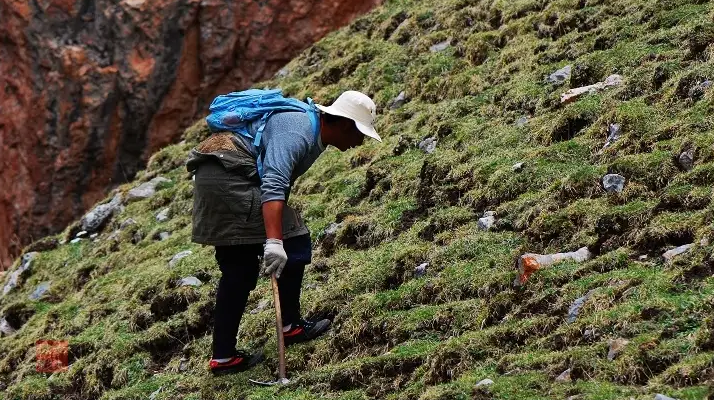 冬蟲夏草什么時候采挖？最佳采挖時節(jié)與科學(xué)依據(jù)
