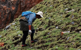 冬蟲夏草什么時候采挖？最佳采挖時節(jié)與科學(xué)依據(jù)