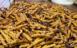 冬蟲夏草泡水喝功效