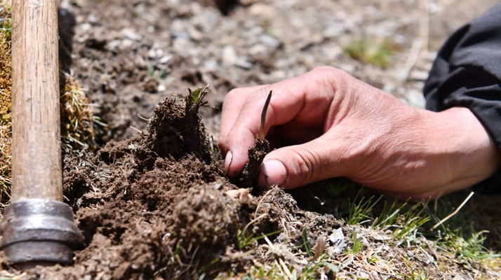 冬蟲(chóng)夏草產(chǎn)地在哪里